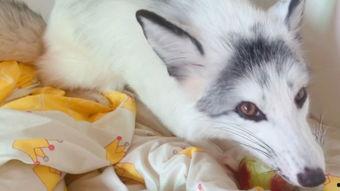 娱乐吃瓜丫狐狸,揭秘丫狐狸背后的故事  第3张